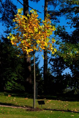 Liriodendron tulipifera 'Mediopticum' - liliovník tulipánokvětý - celek podzim
